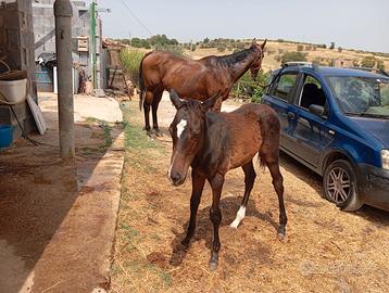 Cavalla