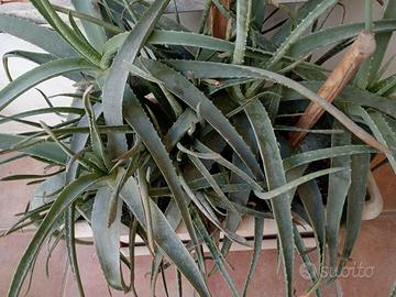 Aloe piante