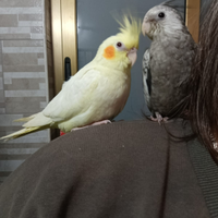 Calopsite allevati a mano