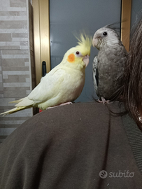 Calopsite allevati a mano