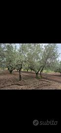 Terreno oliveto vigneto