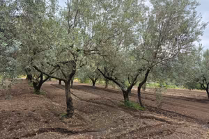 Terreno oliveto vigneto