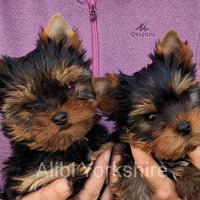 Yorkshire cuccioli Pedigree ENCI