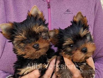 Yorkshire cuccioli Pedigree ENCI