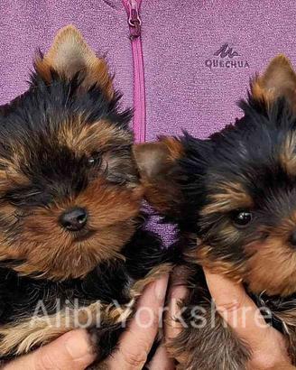 Yorkshire cuccioli Pedigree ENCI