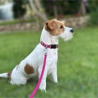 Cuccioli di cane Jack Russell