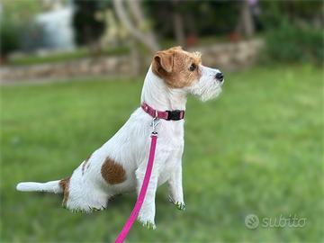 Cuccioli di cane Jack Russell