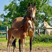 Puledro criollo CON PEDIGREE