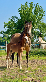 Puledro criollo CON PEDIGREE