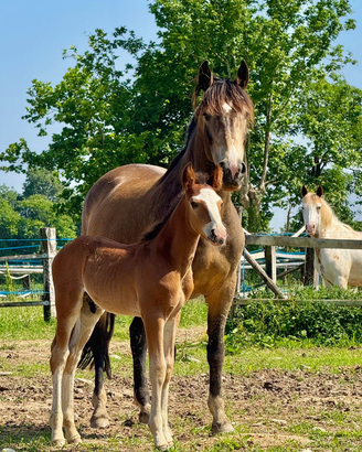 Puledro criollo CON PEDIGREE