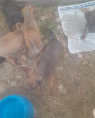 pincer cuccioli 