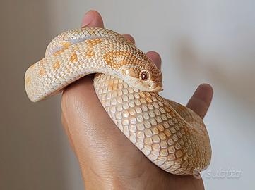 Heterodon nasicus coppia