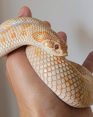 Heterodon nasicus coppia