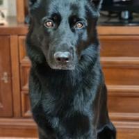 Pastore tedesco nero disponibile per accoppiamento