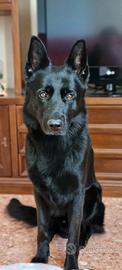Pastore tedesco nero disponibile per accoppiamento