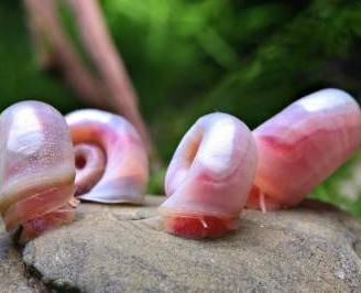 Plano "pink"