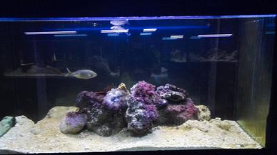 acquario marino 150x60x60