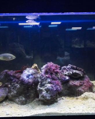 acquario marino 150x60x60