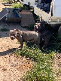 American Bully Pocket
