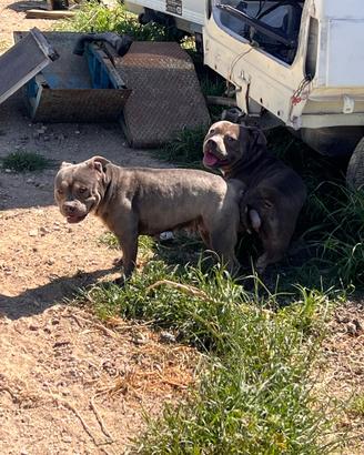 American Bully Pocket