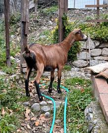 Capretta Camosciata delle Alpi