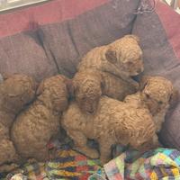 Cucciolata privata Barboncini