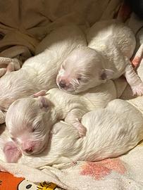 Cuccioli maltesi piccola taglia