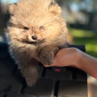 Cuccioli di spitz tedesco nano Pomeriana