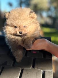 Cuccioli di spitz tedesco nano Pomeriana