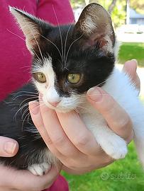 Gattina 2 mesi