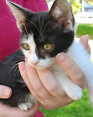 Gattina 2 mesi