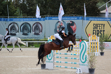 Cavallo da salto razza Sella Italiana