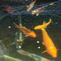 Carpe koi figlie giapponese