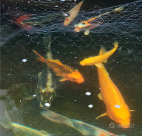 Carpe koi figlie giapponese