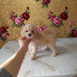 Maltipoo mini Toy femminuccia albicocca