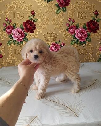 Maltipoo mini Toy femminuccia albicocca