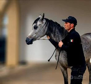 Cavalla Araba gravida