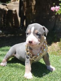 Pitbull tricolor