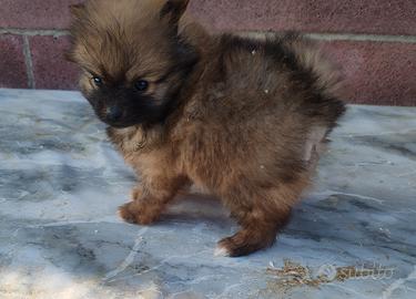 Volpino pomerania