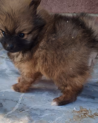 Volpino pomerania