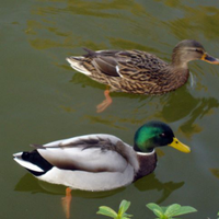 Anatre e pulcini germano reale