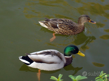 Anatre e pulcini germano reale