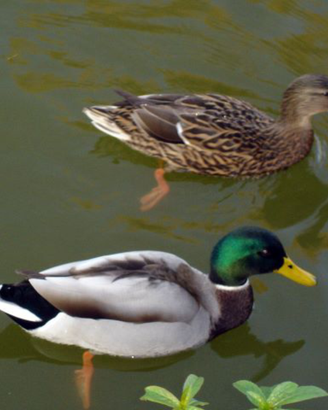 Anatre e pulcini germano reale