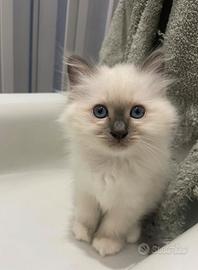 Cuccioli di Sacro di Birmania alta genealogia