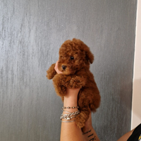 Cucciolandia mini toy