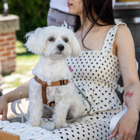 Affettuoso Bolognese di 7 anni