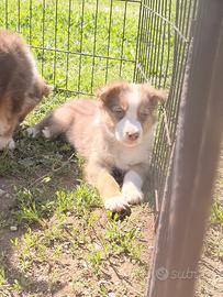 Cuccioli di pastore australiano