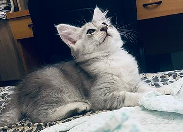 Gattini Maine coon