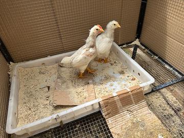 Pulcini di gallina