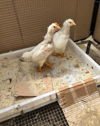 Pulcini di gallina